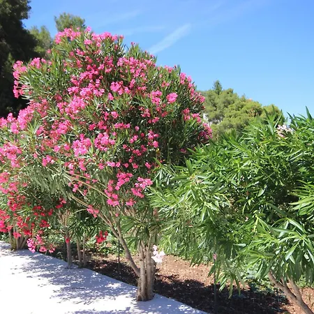 Prapatna 5704b Jelsa (Hvar)